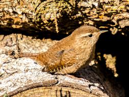Wren Bird Songbird Garden
