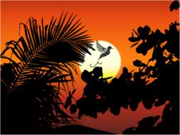 silhouette bird sun landscape