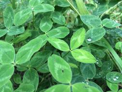 green leaves on the bush