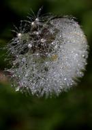 Dandelion Drops Dew