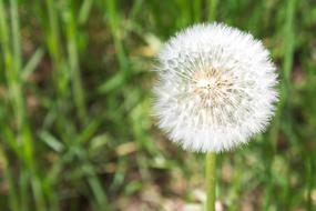 Dandelion Nature Seed