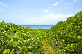 Beach Tropical