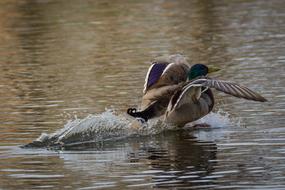 Duck landing on Lake