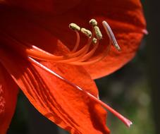 Amaryllis Stamens And Pistil