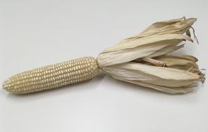 dried corn fruit