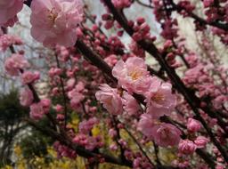 Close-up of the beautiful and colorful, blossoming flowers, in light