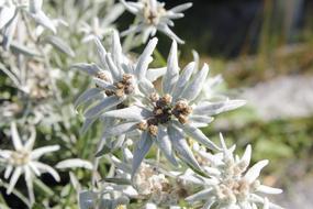 Edelweiss Flower Alpine Edelweiß