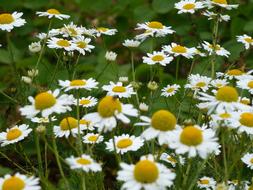 Meadow Margerite Wild Flowers