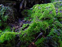 prickly moss on a log