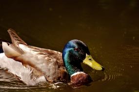 Duck Mallard Drake Water