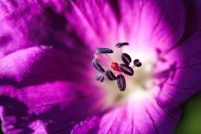Flower Purple Orchids That