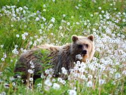 Brown Bear Predator Wild Beast