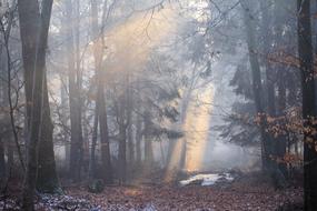 Forest at light Sun rays