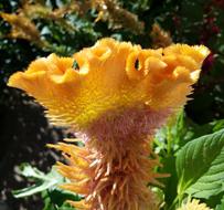 Celosia Flower Rooster Head