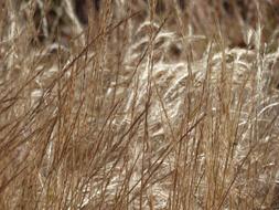 dry Weeds Texture Plant