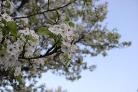 Spring Tree Blossom