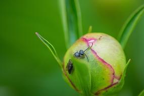 Macro Ant Nature