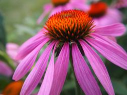 Echinacea Blossom Bloom