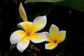 Flower Plumeria Rubra