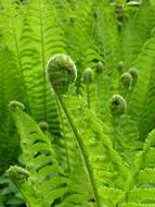 Fern Spring New