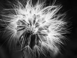 Dandelion Black And White Plant