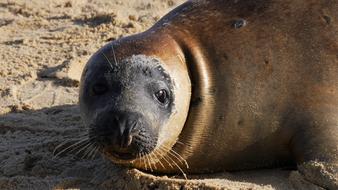 Grey Seal Horsey Beach