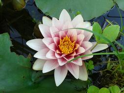 Water Lily Pink