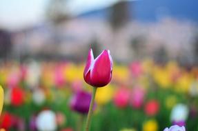 Tulips colorful flowers beautiful photo