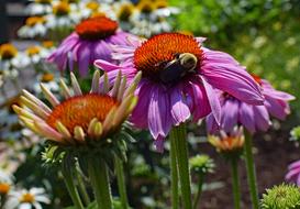 Pink Echinacea With Bee in the garden