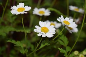 white daisies in the grass