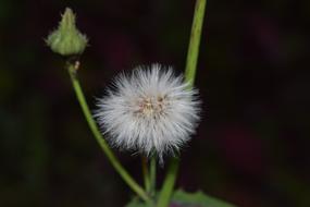 Flower Garden Nature