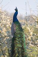 Peacock Feathers Blossom