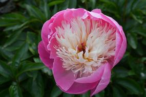 Nature Peony Plant
