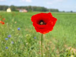 gorgeous red poppies in the field