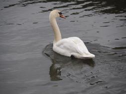 Swan Animal River