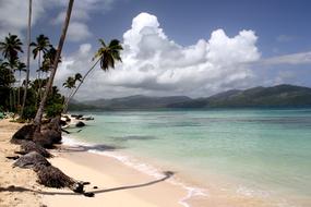 Beach Palm Caribbean Dominican republic