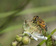 insect pollinates the flower