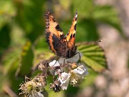 Butterfly Nature Meadow