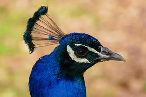 Peacock Bird Feather