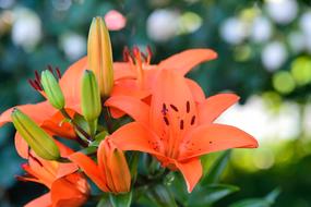 Natural Plant Flowers