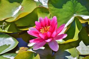 water lily pink in the pond