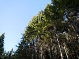 Forest Trees Landscape