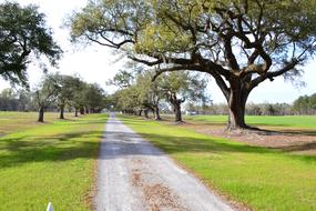 the road in the green meadow