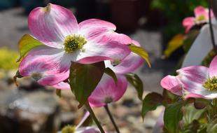 Dogwood Flower Blossom