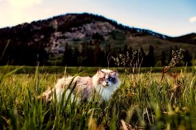Cat Pet Animal