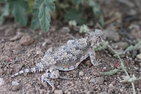 Southern Desert Horned Lizard