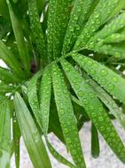 Bamboo Dew Plant Water