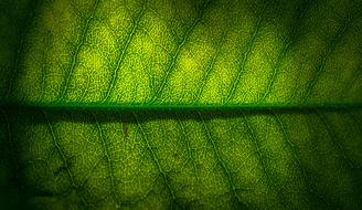 Leaf Nature Green The
