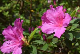 Hot Pink Azalea Flower