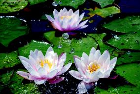 Water Lilies Drop Of Aquatic
